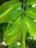 معرفی و راهنمای پرورش درختان میوه - بیگنِی / برگ بوی چینی